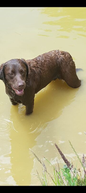 Belinda Neill - Licensed Labrador Breeder on Labrador Owners - Image 13