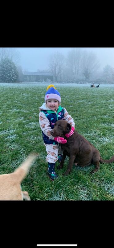 Belinda Neill - Licensed Labrador Breeder on Labrador Owners - Image 14