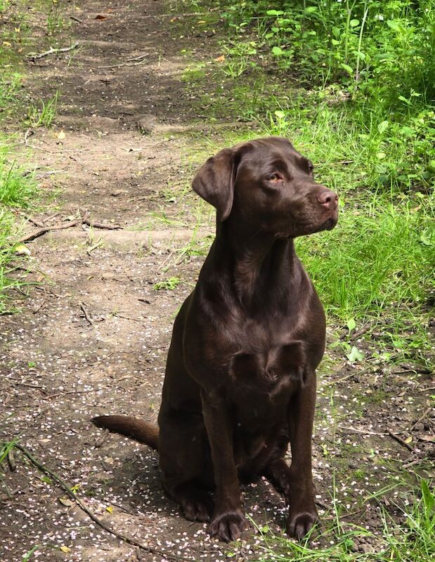 Hannah Brunskill - Private Seller on Labrador Owners - Image 1