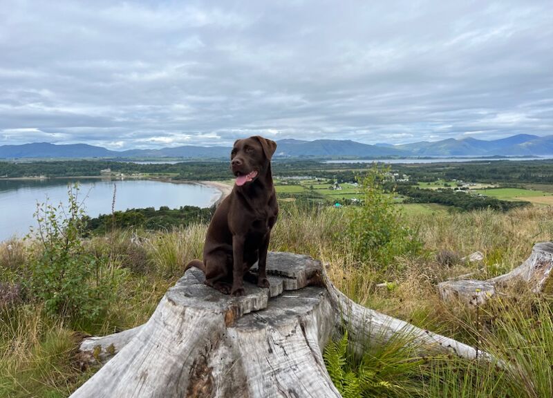 Hannah Brunskill - Private Seller on Labrador Owners - Image 10