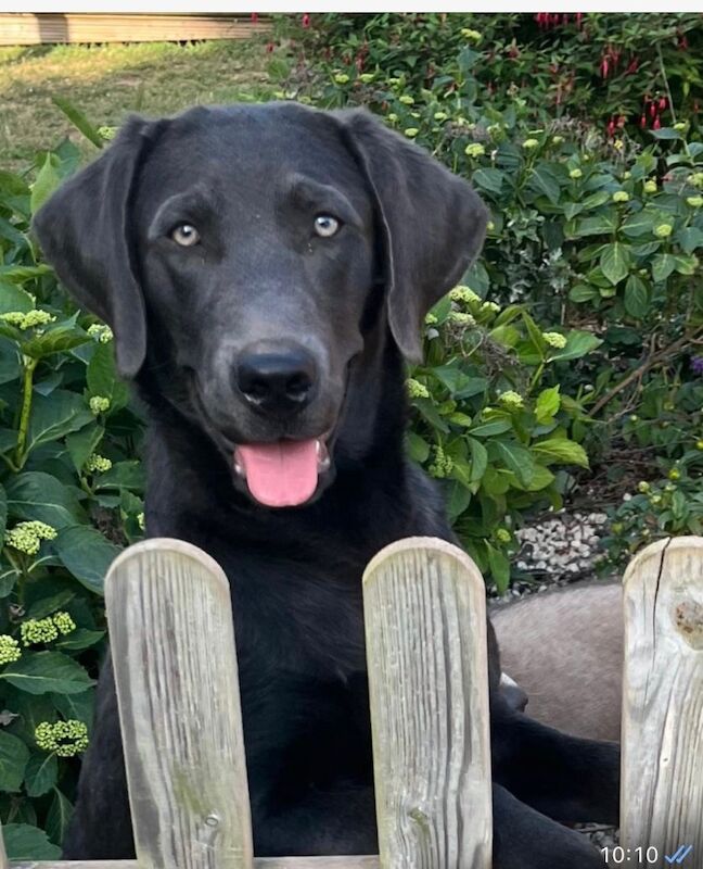 Hayley - Licensed Labrador Breeder on Labrador Owners - Image 1