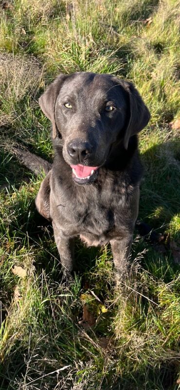 Hayley - Licensed Labrador Breeder on Labrador Owners - Image 3