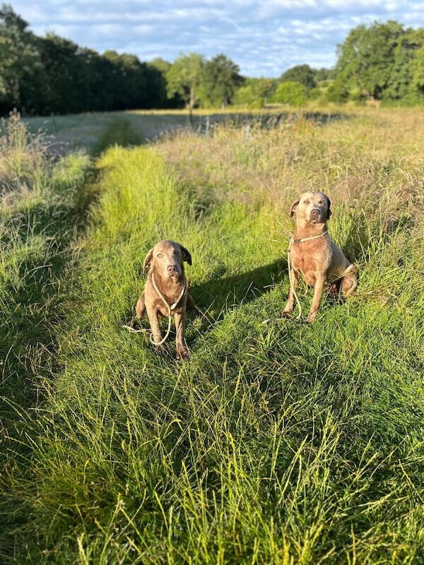 Hayley - Licensed Labrador Breeder - Image 4