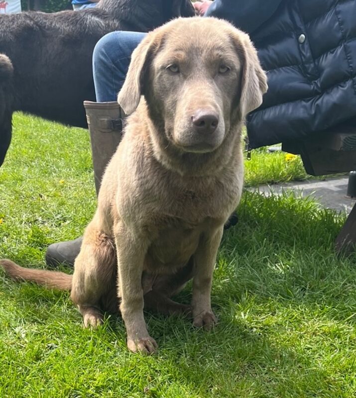 Hayley - Licensed Labrador Breeder on Labrador Owners - Image 5