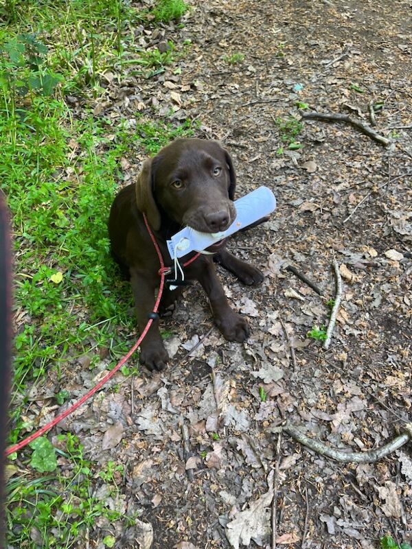 Hayley - Licensed Labrador Breeder on Labrador Owners - Image 6