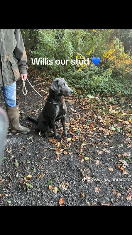 Hayley - Licensed Labrador Breeder - Image 7