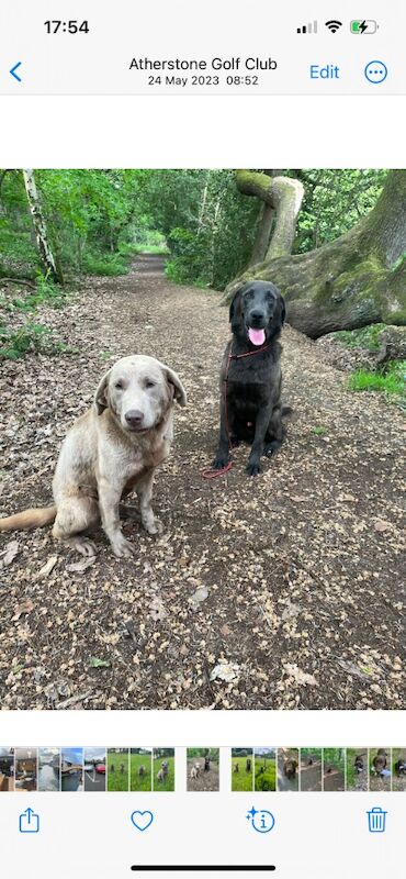 Hayley - Licensed Labrador Breeder on Labrador Owners - Image 9