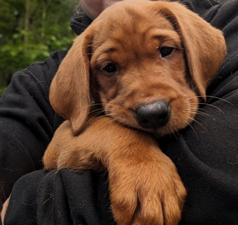 Julie Mccaslin - Licensed Labrador Breeder on Labrador Owners - Image 1