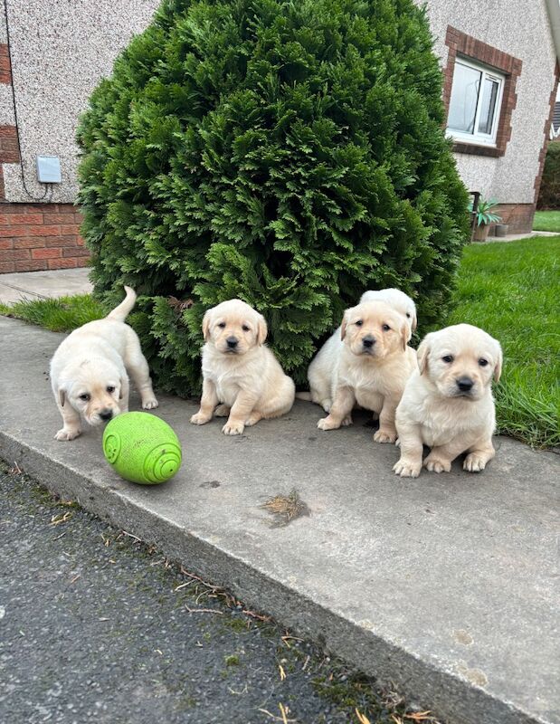 Llinos Jones - Private Seller on Labrador Owners - Image 1