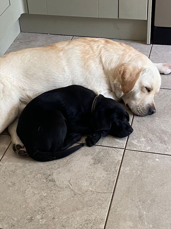 Lorraine Broadfield - Licensed Labrador Breeder - Image 1