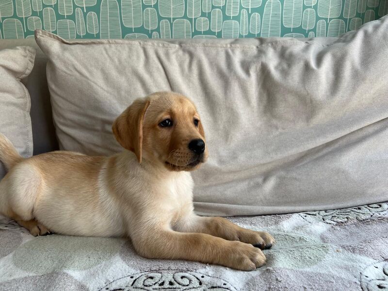 Lorraine Broadfield - Licensed Labrador Breeder - Image 2