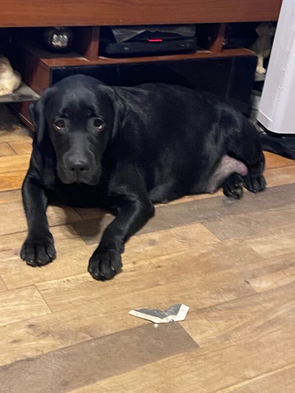 Lorraine Broadfield - Licensed Labrador Breeder - Image 3