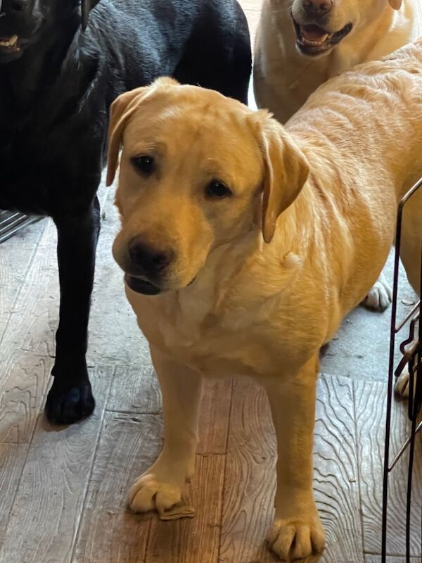 Lorraine Broadfield - Licensed Labrador Breeder on Labrador Owners - Image 4