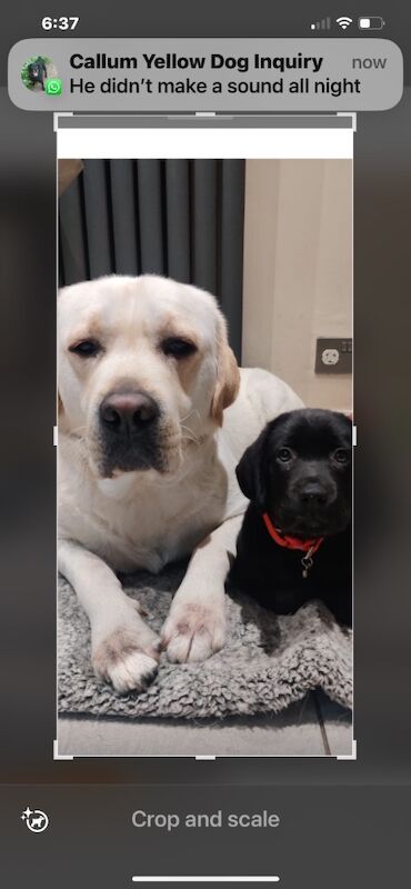 Lorraine Broadfield - Licensed Labrador Breeder on Labrador Owners - Image 6