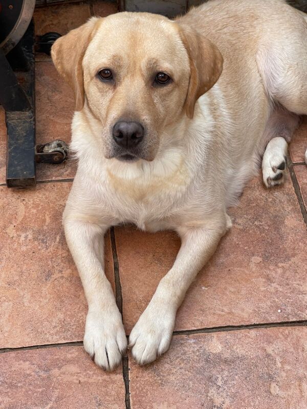 Lorraine Broadfield - Licensed Labrador Breeder on Labrador Owners - Image 7