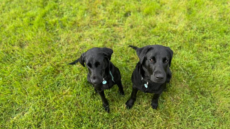 Marcelle Dunn - Private Seller on Labrador Owners - Image 3