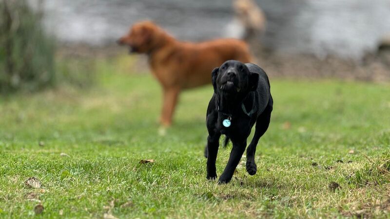 Marcelle Dunn - Private Seller on Labrador Owners - Image 4