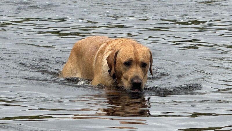 Marcelle Dunn - Private Seller on Labrador Owners - Image 6