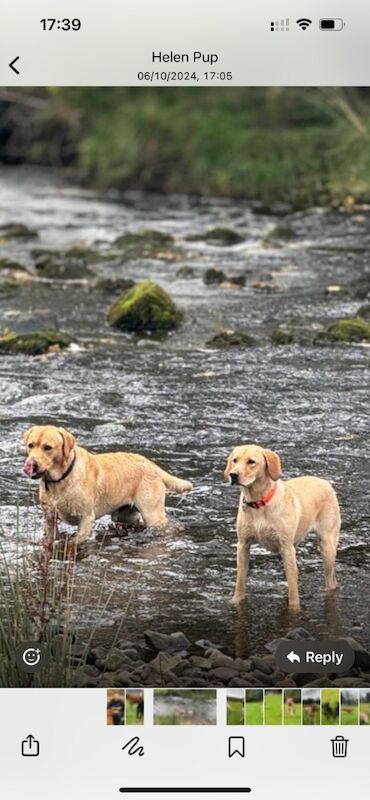 Marcelle Dunn - Private Seller on Labrador Owners - Image 12