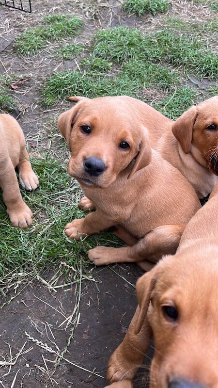 Marcelle Dunn - Private Seller on Labrador Owners - Image 13