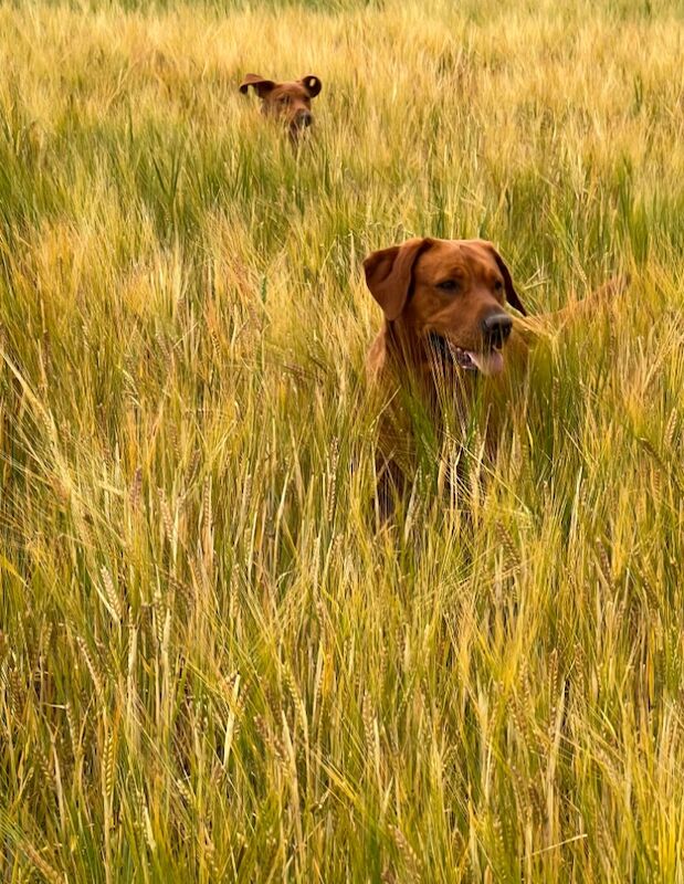 Nicola Laing - Private Seller on Labrador Owners - Image 1