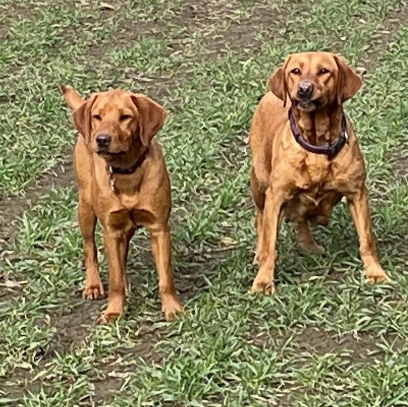 Rachel overton - Labrador Breeder on Labrador Owners - Image 1