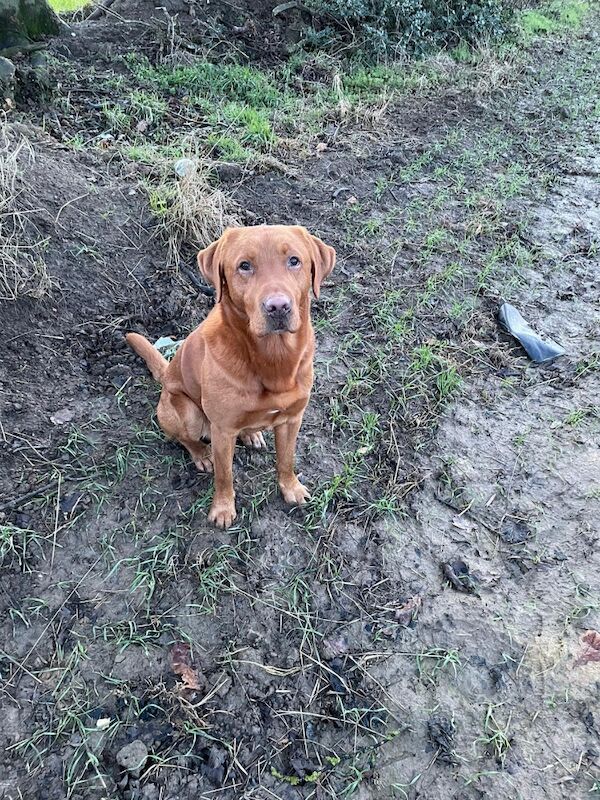 Rachel overton - Labrador Breeder - Image 3