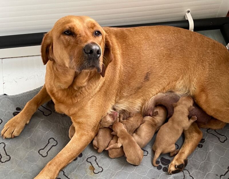 Rachel overton - Labrador Breeder on Labrador Owners - Image 5