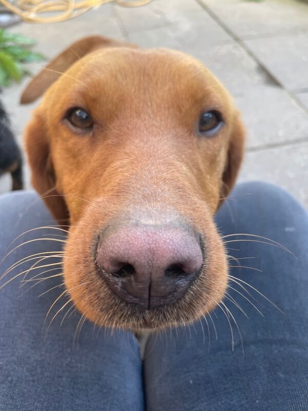 Rachel overton - Labrador Breeder - Image 8