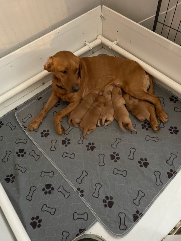 Rachel overton - Labrador Breeder on Labrador Owners - Image 9