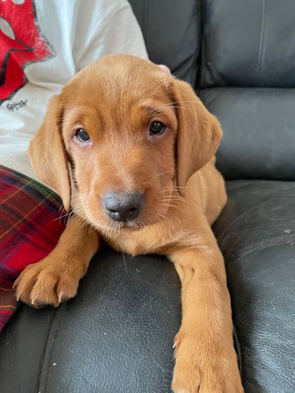 Rachel overton - Labrador Breeder - Image 11