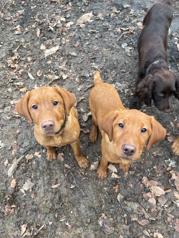 Rachel overton - Labrador Breeder on Labrador Owners - Image 12