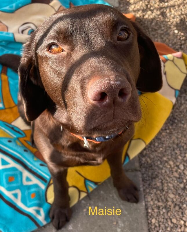 Samantha Pyke - Labrador Breeder - Image 2