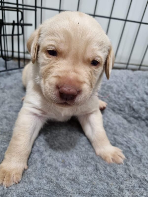 Samantha Pyke - Labrador Breeder on Labrador Owners - Image 3