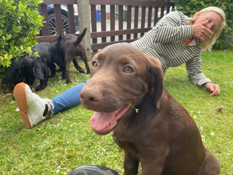 Samantha Pyke - Labrador Breeder on Labrador Owners - Image 8