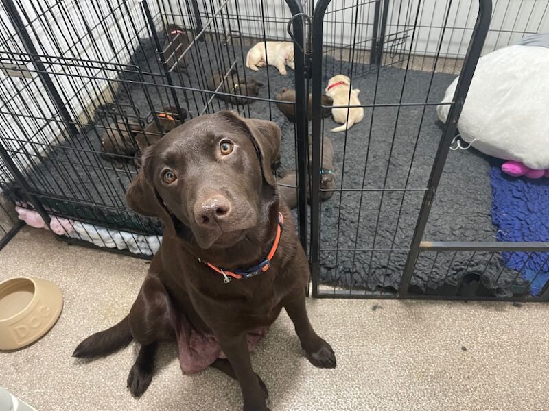 Samantha Pyke - Labrador Breeder on Labrador Owners - Image 9