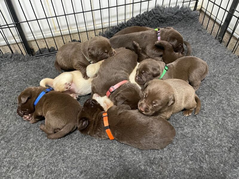 Samantha Pyke - Labrador Breeder - Image 10