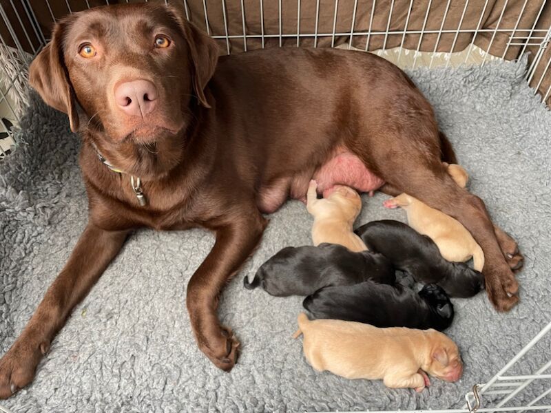 Samantha Pyke - Labrador Breeder on Labrador Owners - Image 11