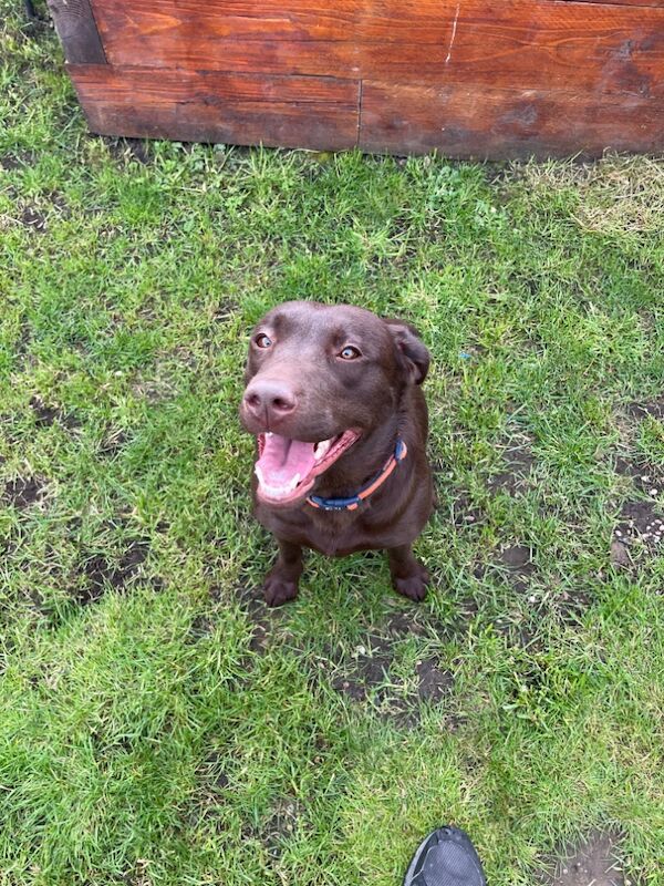 Samantha Pyke - Labrador Breeder - Image 14