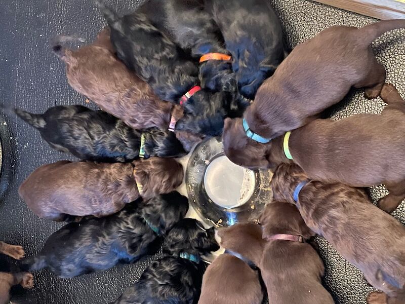 Samantha Pyke - Labrador Breeder on Labrador Owners - Image 3