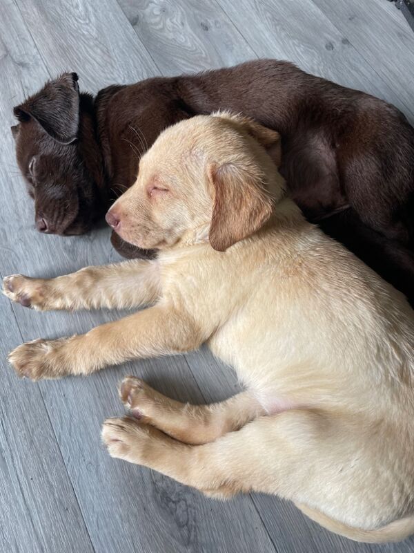 Samantha Pyke - Labrador Breeder - Image 10