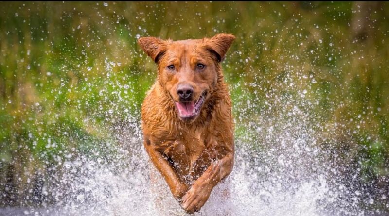 Sue Thorpe - Licensed Labrador Breeder on Labrador Owners - Image 1