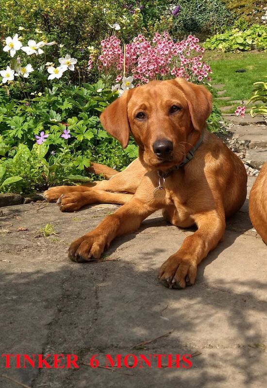 Sue Thorpe - Licensed Labrador Breeder on Labrador Owners - Image 4